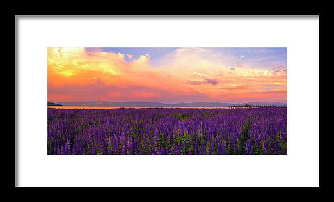 Tahoe City Lupine Sunset By Brad Scott - Framed Print