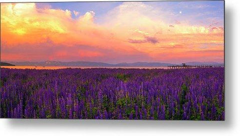 Tahoe City Lupine Sunset By Brad Scott - Metal Print