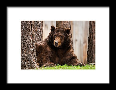 The King Of Tahoe By Brad Scott - Framed Print-Lake Tahoe Prints