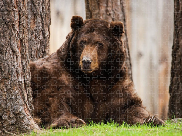 The King of Tahoe by Brad Scott - Puzzle