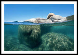 Whale Beach Underwater Split - Framed Print