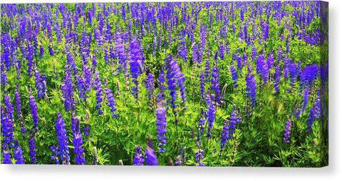 Windy Lupines By Brad Scott - Canvas Print-Lake Tahoe Prints