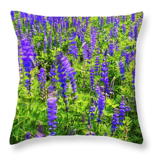 Windy Lupines By Brad Scott - Throw Pillow