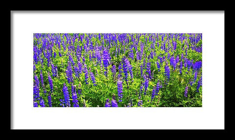 Windy Lupines By Brad Scott - Framed Print