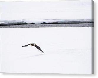Bald Eagle Fly By - Canvas Print-Lake Tahoe Prints