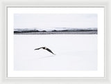 Bald Eagle Fly By - Framed Print-Lake Tahoe Prints