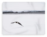 Bald Eagle Fly By - Blanket-Lake Tahoe Prints