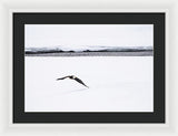 Bald Eagle Fly By - Framed Print-Lake Tahoe Prints
