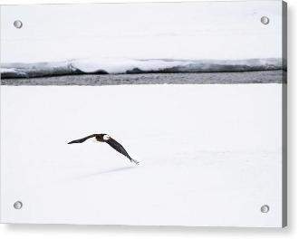 Bald Eagle Fly By - Acrylic Print-Lake Tahoe Prints