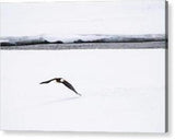 Bald Eagle Fly By - Acrylic Print-Lake Tahoe Prints