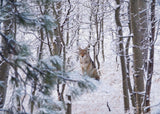 Coyote In The Aspens - Puzzle