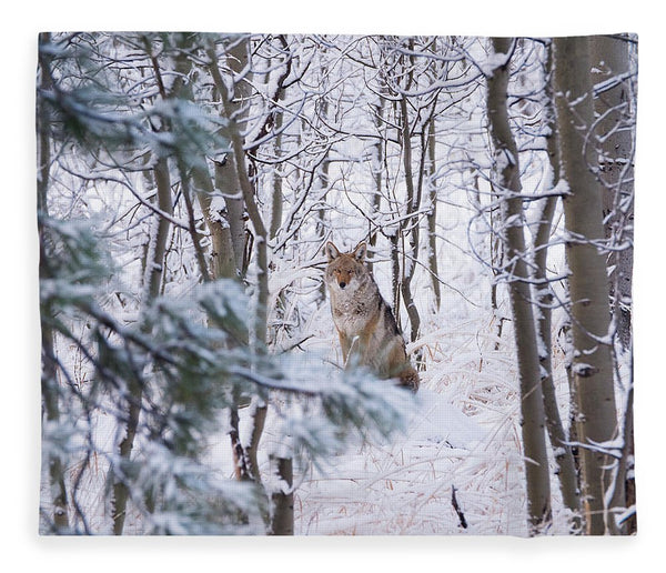 Coyote In The Aspens - Blanket-Lake Tahoe Prints