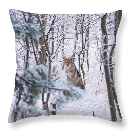 Coyote In The Aspens - Throw Pillow-Lake Tahoe Prints