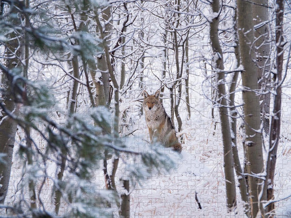 Coyote In The Aspens - Puzzle