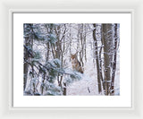 Coyote In The Aspens - Framed Print-Lake Tahoe Prints