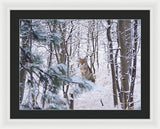Coyote In The Aspens - Framed Print-Lake Tahoe Prints