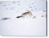 Coyote In Yellowstone - Acrylic Print-Lake Tahoe Prints