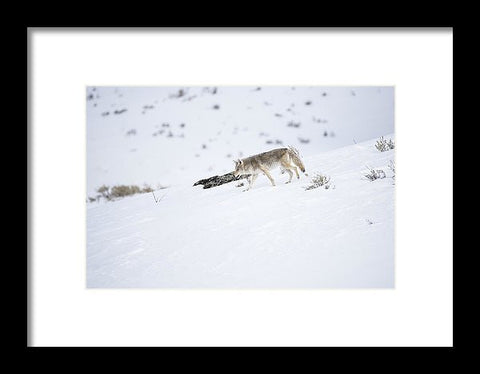 Coyote In Yellowstone - Framed Print-Lake Tahoe Prints