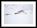 Coyote In Yellowstone - Framed Print-Lake Tahoe Prints