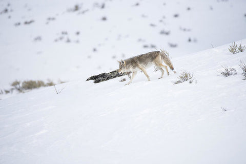 Coyote In Yellowstone - Art Print-Lake Tahoe Prints