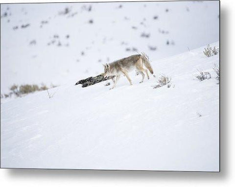 Coyote In Yellowstone - Metal Print-Lake Tahoe Prints