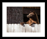 Hey There Neighbor By Brad Scott - Framed Print-Lake Tahoe Prints