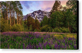 Lupine Spring By Mike Breshears - Canvas Print-12.000" x 6.625"-Lake Tahoe Prints
