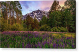 Lupine Spring By Mike Breshears - Acrylic Print