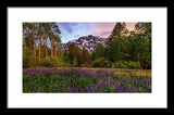 Lupine Spring By Mike Breshears - Framed Print