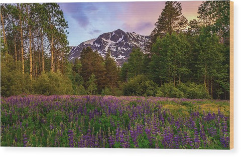 Lupine Spring By Mike Breshears - Wood Print