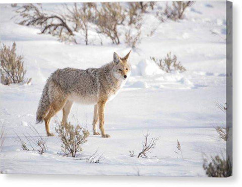 Posing Coyote - Canvas Print-Lake Tahoe Prints