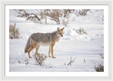 Posing Coyote - Framed Print-Lake Tahoe Prints