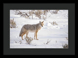Posing Coyote - Framed Print-Lake Tahoe Prints