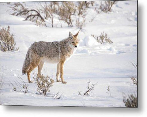 Posing Coyote - Metal Print-Lake Tahoe Prints