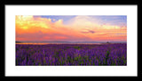 Tahoe City Lupine Sunset By Brad Scott - Framed Print