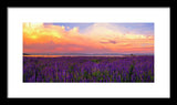 Tahoe City Lupine Sunset By Brad Scott - Framed Print