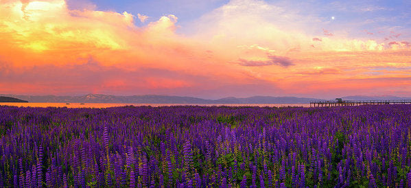Tahoe City Lupine Sunset By Brad Scott - Art Print