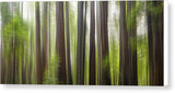 Take Me To The Forest by Brad Scott - Canvas Print