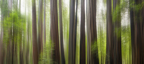 Take Me To The Forest by Brad Scott - Art Print